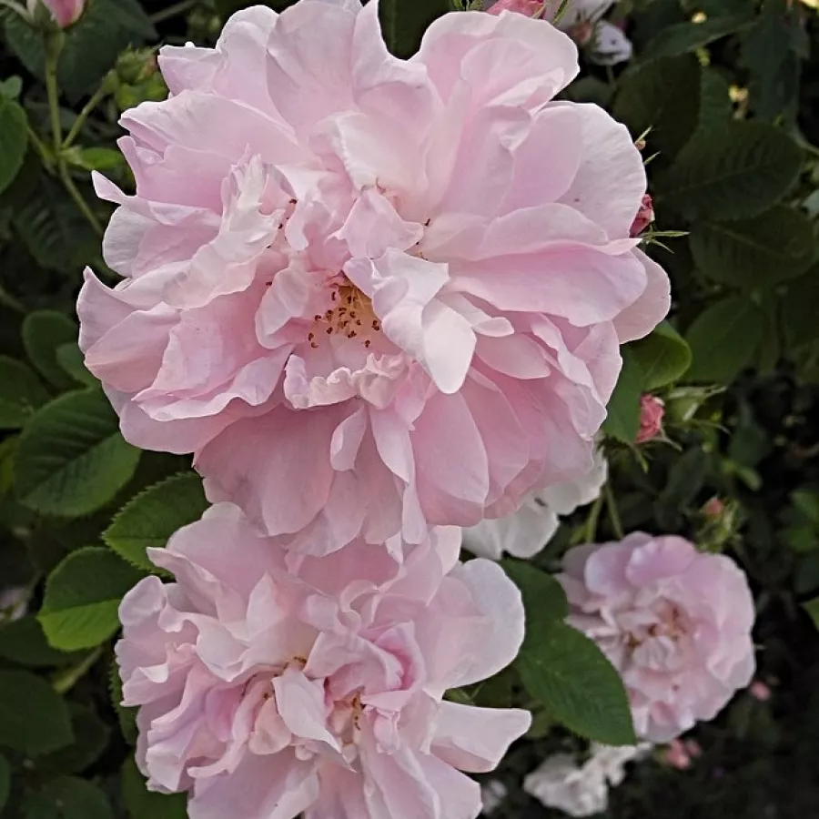 Różowy - Róża - Celsiana - Szkółka Róż Rozaria