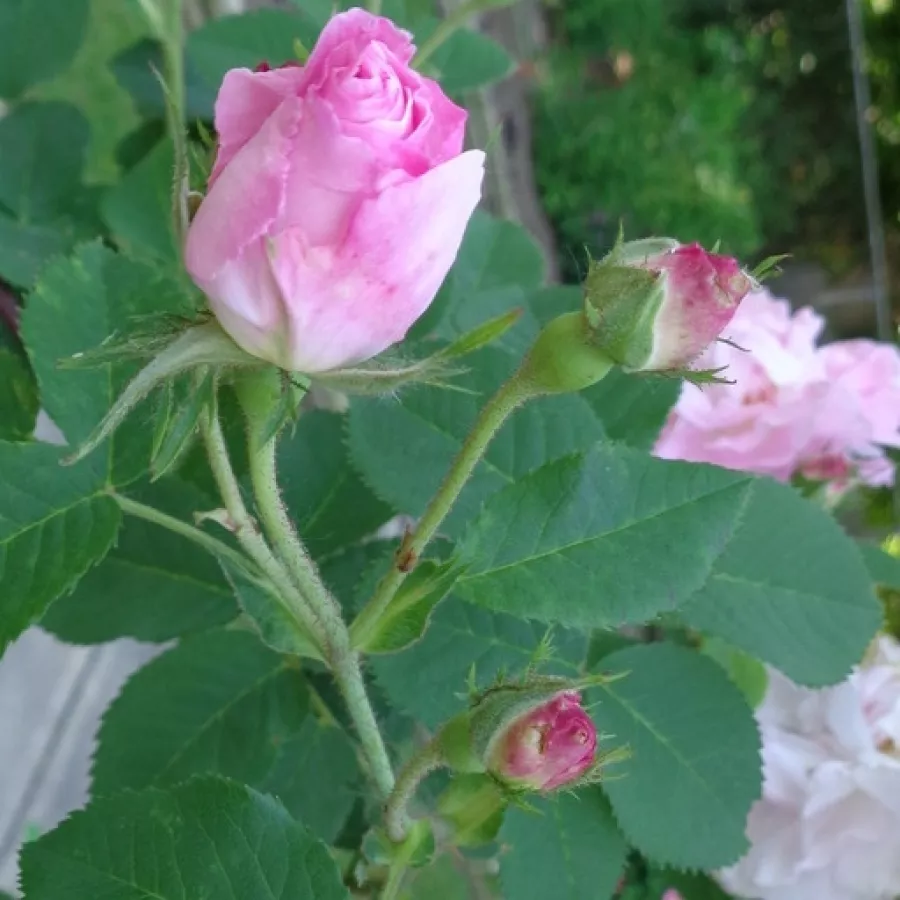 Intenzívna vôňa ruží - Ruža - Celsiana - Ruže - online - koupit