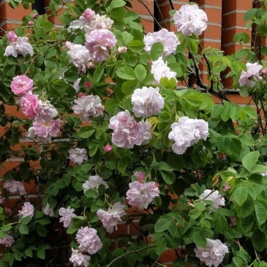 Celsiana - Rosa - Celsiana - Produzione e vendita on line di rose da giardino
