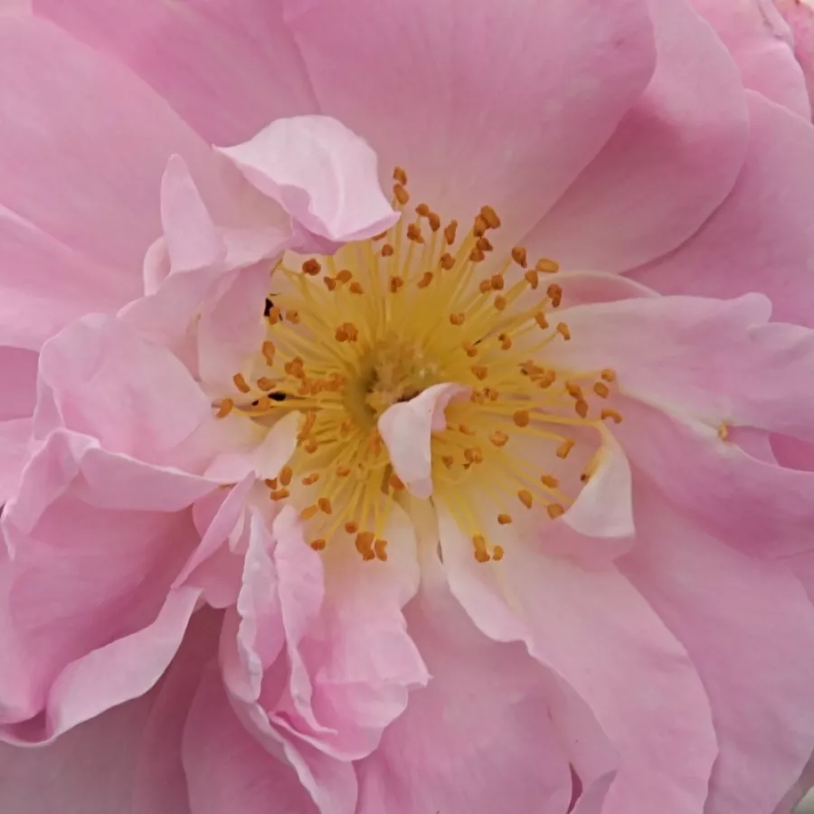 Damask - Rosa - Celsiana - Produzione e vendita on line di rose da giardino