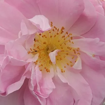 Rózsa kertészet - történelmi - damaszkuszi rózsa - rózsaszín - intenzív illatú rózsa - édes aromájú - Celsiana - (90-185 cm)