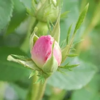 Rosa Celsiana - rózsaszín - csokros virágú - magastörzsű rózsafa