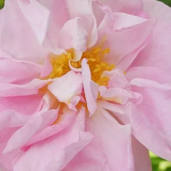 Online rózsa vásárlás - csokros virágú - magastörzsű rózsafa - rózsaszín - Celsiana - intenzív illatú rózsa - édes aromájú