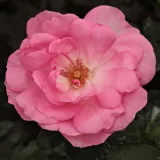 Rózsaszín - virágágyi floribunda rózsa - Online rózsa vásárlás - Rosa Centenaire de Lourdes™ - diszkrét illatú rózsa - fahéj aromájú