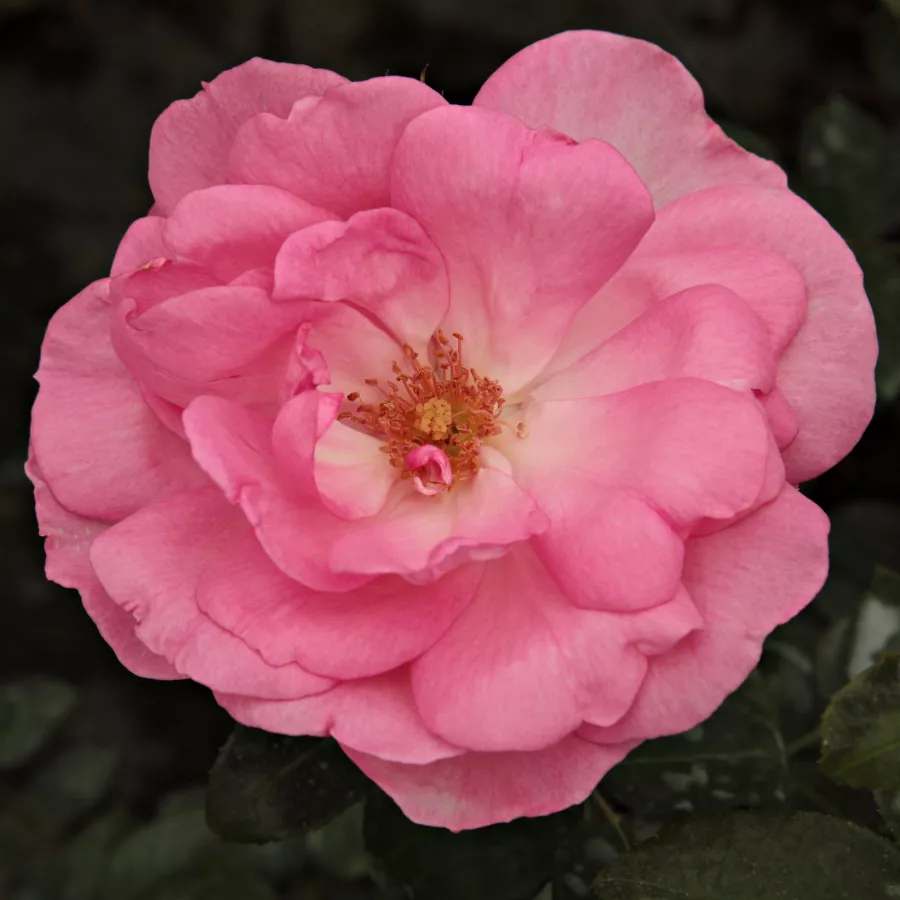 Virágágyi floribunda rózsa - Rózsa - Centenaire de Lourdes™ - Online rózsa rendelés