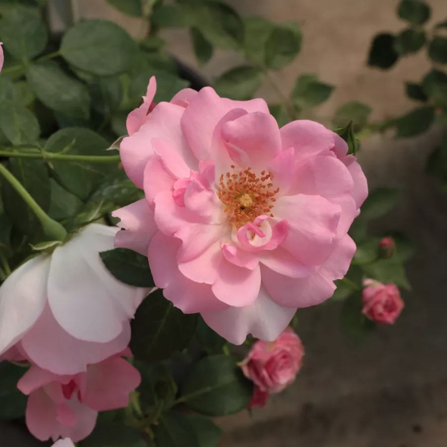 Różowy - Róża - Centenaire de Lourdes™ - Szkółka Róż Rozaria