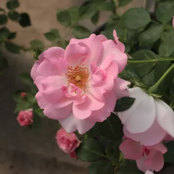 Rosa vibrante - árbol de rosas de flores en grupo - rosal de pie alto - rosa de fragancia discreta - canela
