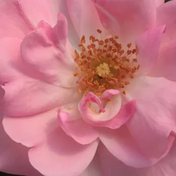 Rosa Centenaire de Lourdes™ - rosa de fragancia discreta - Árbol de Rosas Floribunda - rosal de pie alto - rosa - Georges Delbard- forma de corona tupida - Rosal de árbol con multitud de flores que se abren en grupos no muy densos.