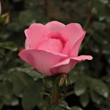 Rosa Centenaire de Lourdes™ - růžová - stromkové růže - Stromkové růže, květy kvetou ve skupinkách