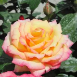 Sárga - rózsaszín - teahibrid rózsa - Online rózsa vásárlás - Rosa Centennial Star™ - intenzív illatú rózsa - édes aromájú