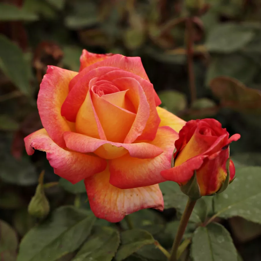 Sárga - rózsaszín - Rózsa - Centennial Star™ - Online rózsa rendelés