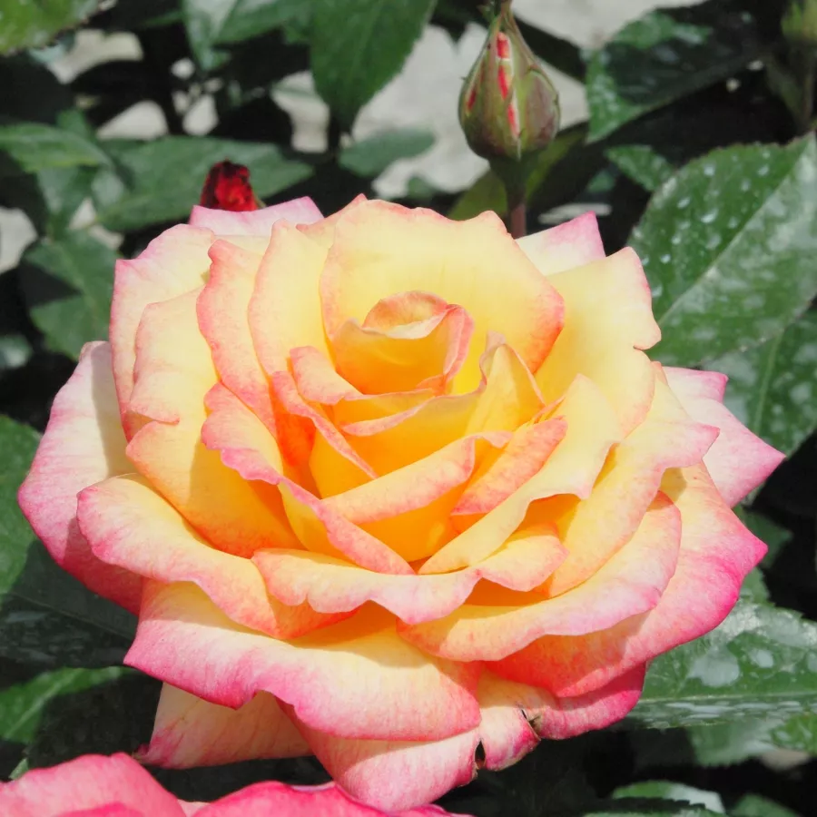 Galben - roz - Trandafiri - Centennial Star™ - 