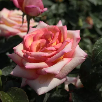 Aranysárga - rózsaszín sziromszél - teahibrid rózsa - intenzív illatú rózsa - édes aromájú