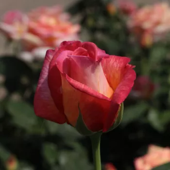 Rosa Centennial Star™ - galben - roz - Trandafiri hibrizi Tea