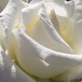 Ruže - online - koupit - čajohybrid - biely - mierna vôňa ruží - údolie - Champagne Celebration™ - (90-100 cm)