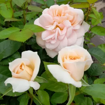 Rosa Champagne Celebration™ - blanco - árbol de rosas híbrido de té – rosal de pie alto