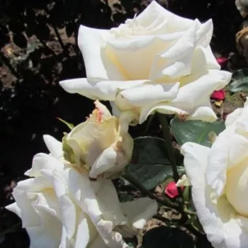 Alb crem - trandafiri pomisor - Trandafir copac cu trunchi înalt – cu flori teahibrid
