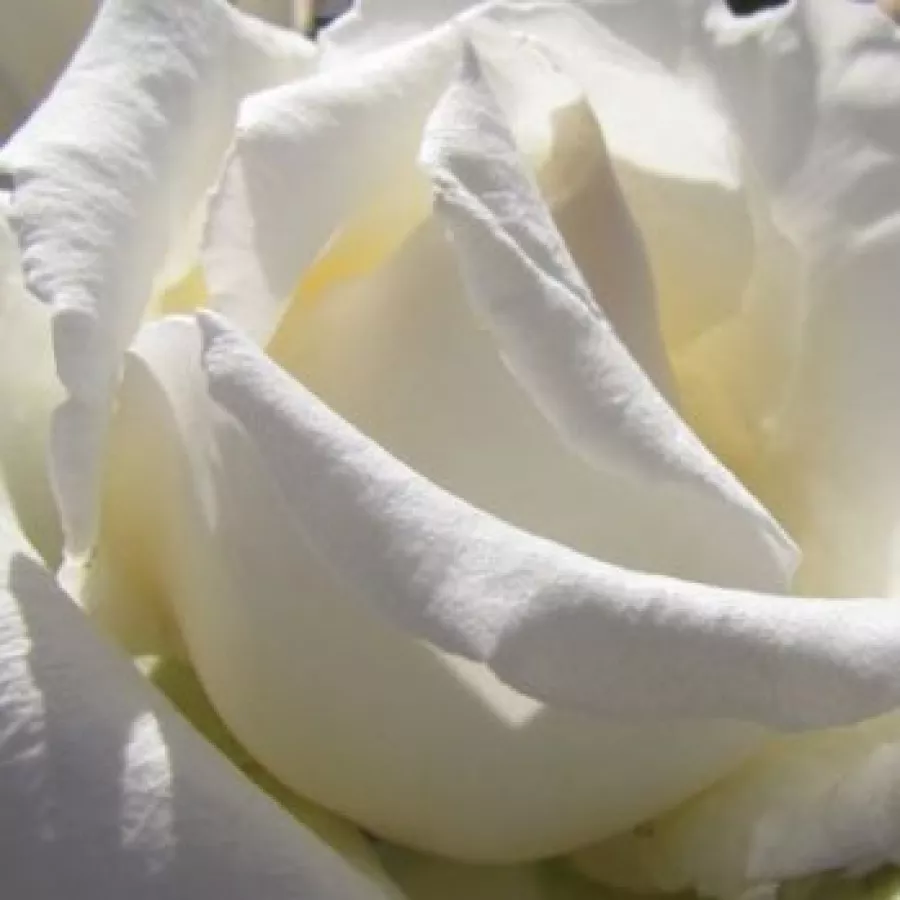 Magányos - Rózsa - Champagne Celebration™ - Kertészeti webáruház