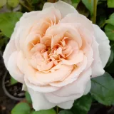 čajohybrid - mierna vôňa ruží - údolie - biely - Rosa Champagne Celebration™