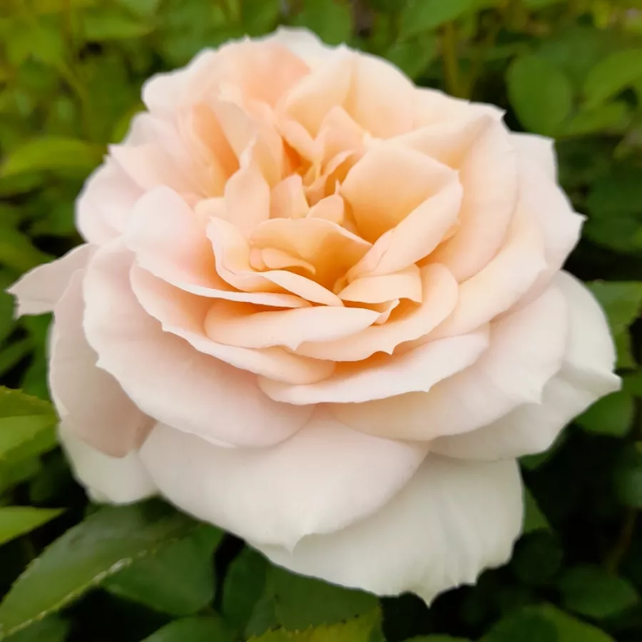 Trandafiri hibrizi Tea - Trandafiri - Champagne Celebration™ - comanda trandafiri online
