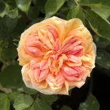 Sárga - rambler, kúszó rózsa - Online rózsa vásárlás - Rosa Alchymist® - diszkrét illatú rózsa - gyöngyvirág aromájú