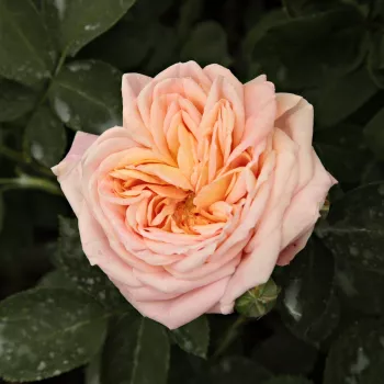 Online rózsa kertészet - sárga - rambler, kúszó rózsa - Alchymist® - diszkrét illatú rózsa - gyöngyvirág aromájú - (180-400 cm)