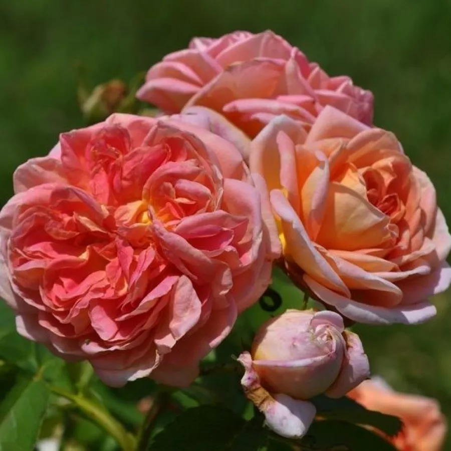 żółty - Róża - Alchymist® - Szkółka Róż Rozaria