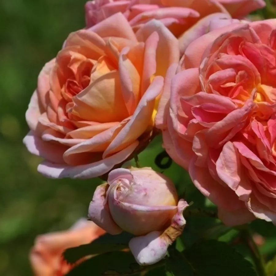 Diszkrét illatú rózsa - Rózsa - Alchymist® - Online rózsa rendelés