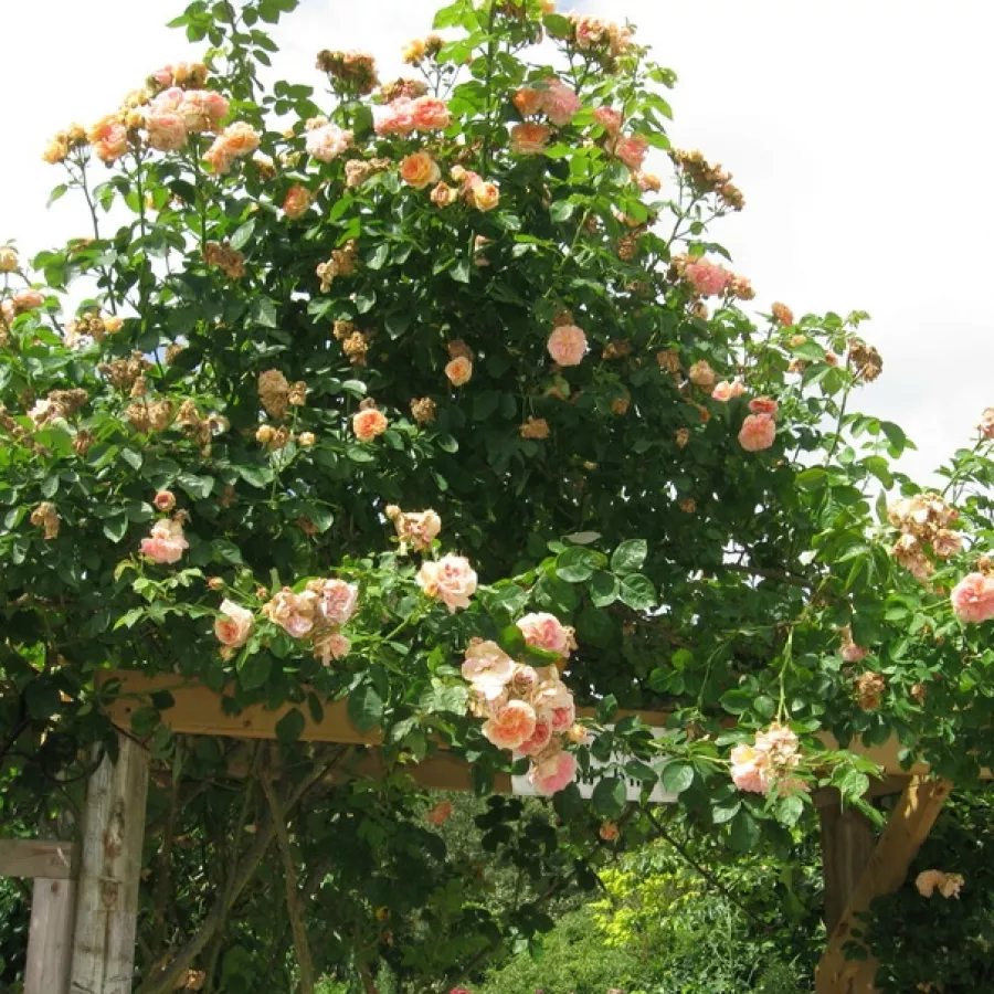- - Rosa - Alchymist® - Produzione e vendita on line di rose da giardino