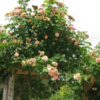Narancssárga -rózsaszín árnyalat - rambler, kúszó rózsa - diszkrét illatú rózsa - gyöngyvirág aromájú