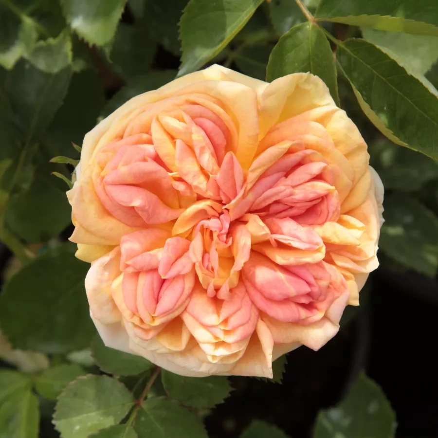 Sárga - Rózsa - Alchymist® - Kertészeti webáruház