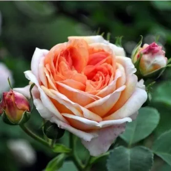 Rosa Alchymist® - galben - trandafiri pomisor - Trandafir copac cu trunchi înalt – cu flori mărunți