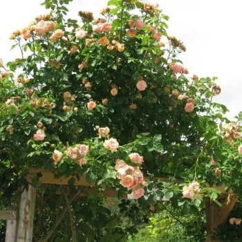 Žltooranžová s ružovým nádychom - rambler,popínavá ruža   (180-400 cm)