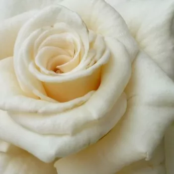 Online rózsa kertészet - fehér - virágágyi floribunda rózsa - Champagner ® - diszkrét illatú rózsa - alma aromájú - (60-80 cm)