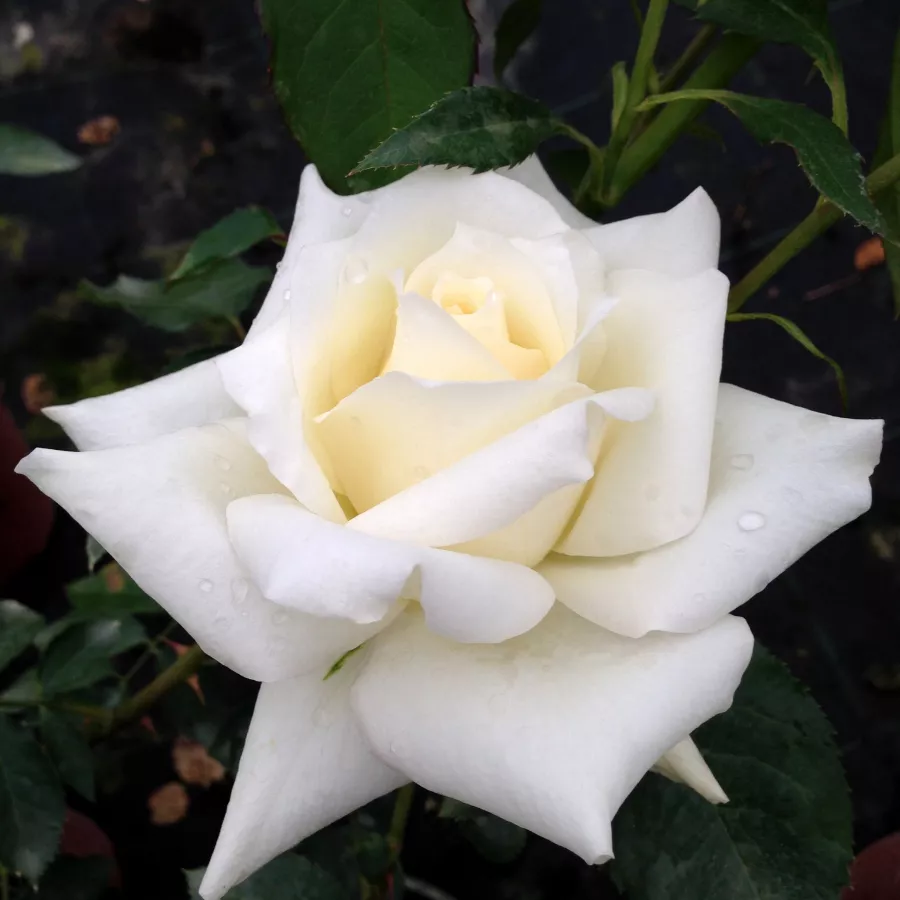 Róże rabatowe grandiflora - floribunda - Róża - Champagner ® - Szkółka Róż Rozaria