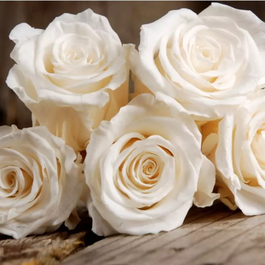 Biały - Róża - Champagner ® - Szkółka Róż Rozaria