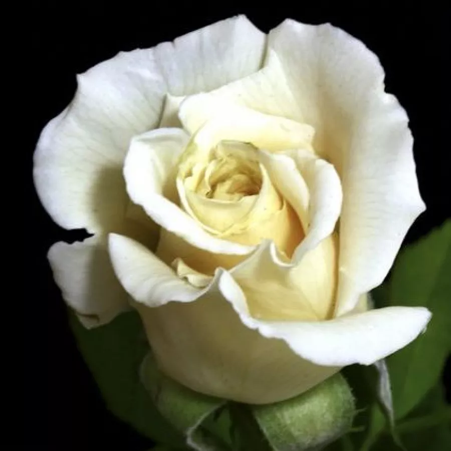 Róża z dyskretnym zapachem - Róża - Champagner ® - Szkółka Róż Rozaria