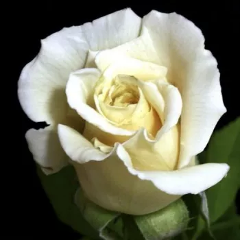 Rosa Champagner ® - alb - trandafiri pomisor - Trandafir copac cu trunchi înalt – cu flori în buchet