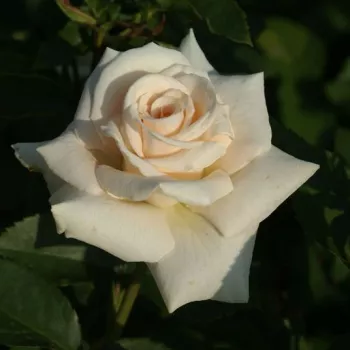 Bílá s máslovým středem - stromkové růže - Stromkové růže, květy kvetou ve skupinkách