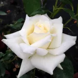 Záhonová ruža - floribunda - mierna vôňa ruží - aróma jabĺk - biely - Rosa Champagner ®