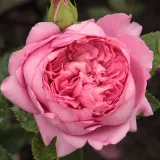 Rózsaszín - nosztalgia rózsa - Online rózsa vásárlás - Rosa Chantal Mérieux™ - intenzív illatú rózsa - tea aromájú