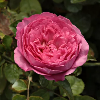 Rózsák webáruháza. - rózsaszín - nosztalgia rózsa - Chantal Mérieux™ - intenzív illatú rózsa - tea aromájú - (80-100 cm)