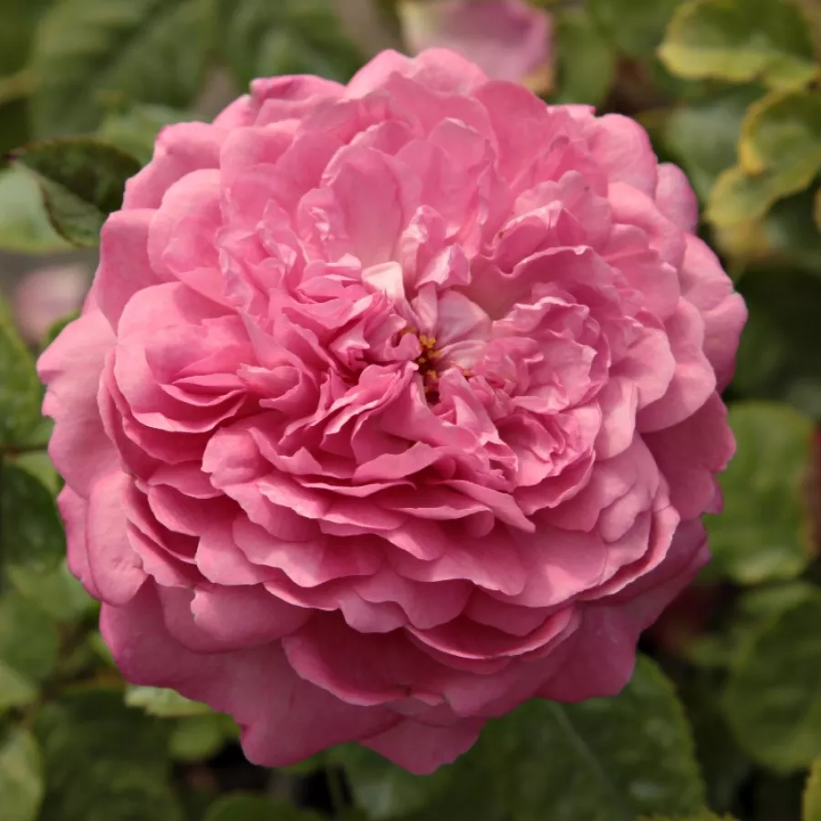 Nostalgična vrtnica - Roza - Chantal Mérieux™ - Na spletni nakup vrtnice