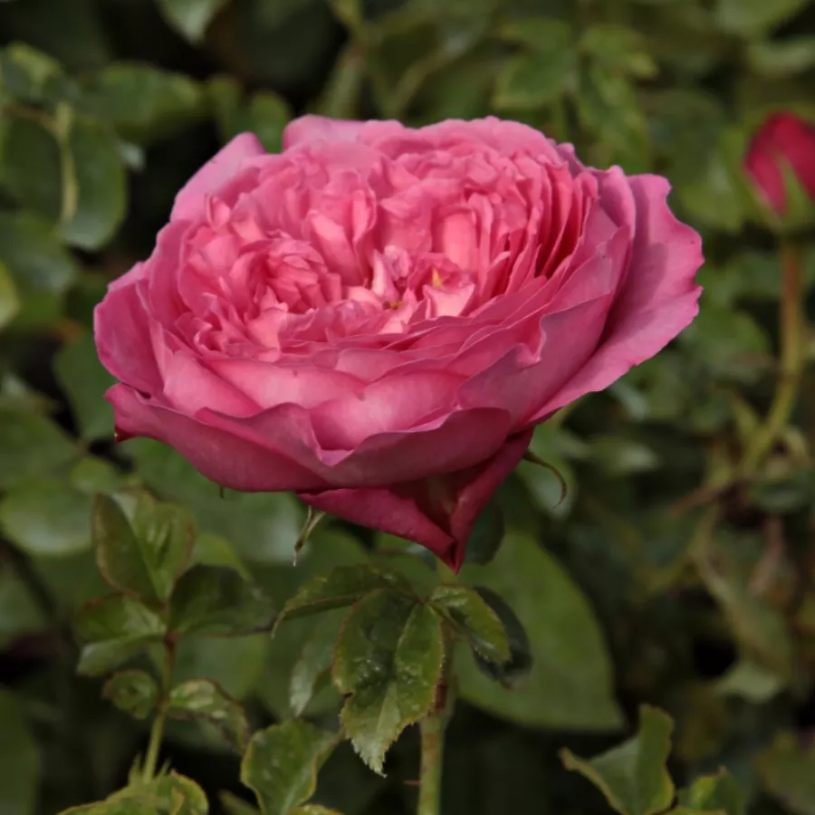 Rosa - Rosa - Chantal Mérieux™ - Produzione e vendita on line di rose da giardino