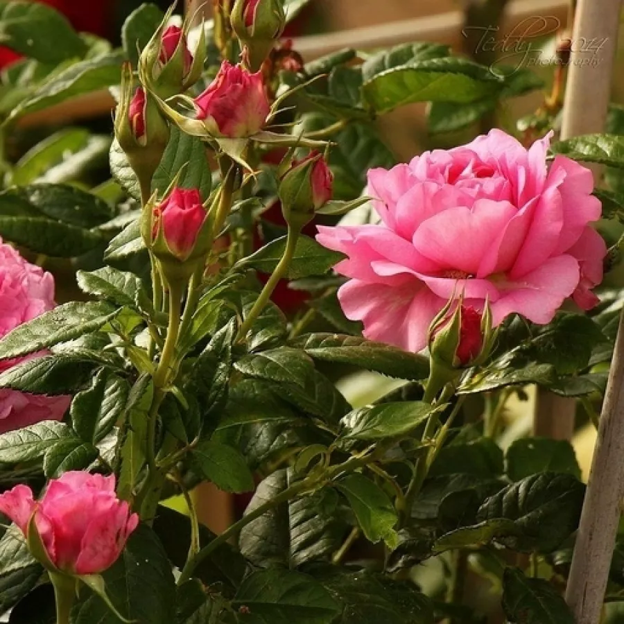 Rosa intensamente profumata - Rosa - Chantal Mérieux™ - Produzione e vendita on line di rose da giardino
