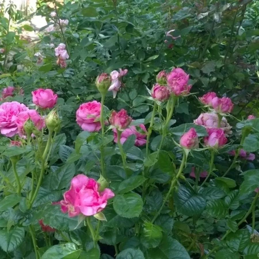 MASchame - Rosa - Chantal Mérieux™ - Produzione e vendita on line di rose da giardino