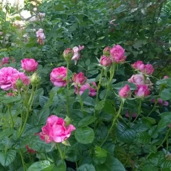 Rózsaszín - nosztalgia rózsa   (80-100 cm)