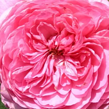 Ruže - online - koupit - nostalgická ruža - ružová - intenzívna vôňa ruží - vôňa čaju - Chantal Mérieux™ - (80-100 cm)