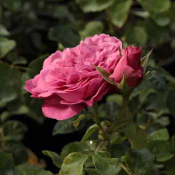 Rosa Chantal Mérieux™ - roz - trandafiri pomisor - Trandafir copac cu trunchi înalt – cu flori în buchet