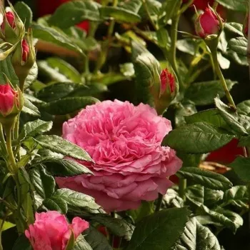 Roze - Stamroos - Bloemen in trossen bossige kroonvorm